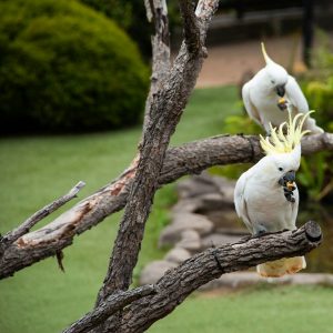 cockatoos