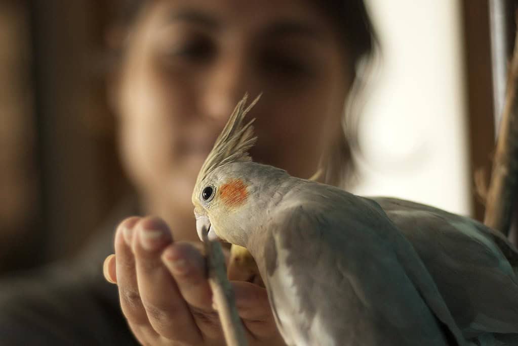 nutrition requirements of your cockatiel's food