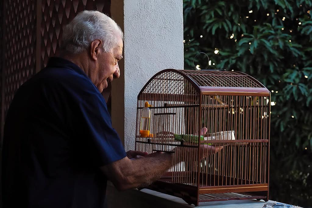 Bird Cage