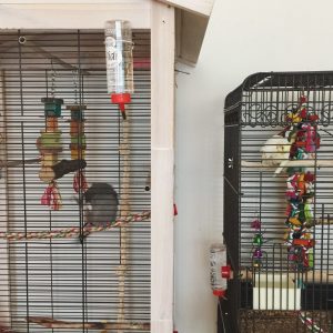 Cockatiel Bird Cage 