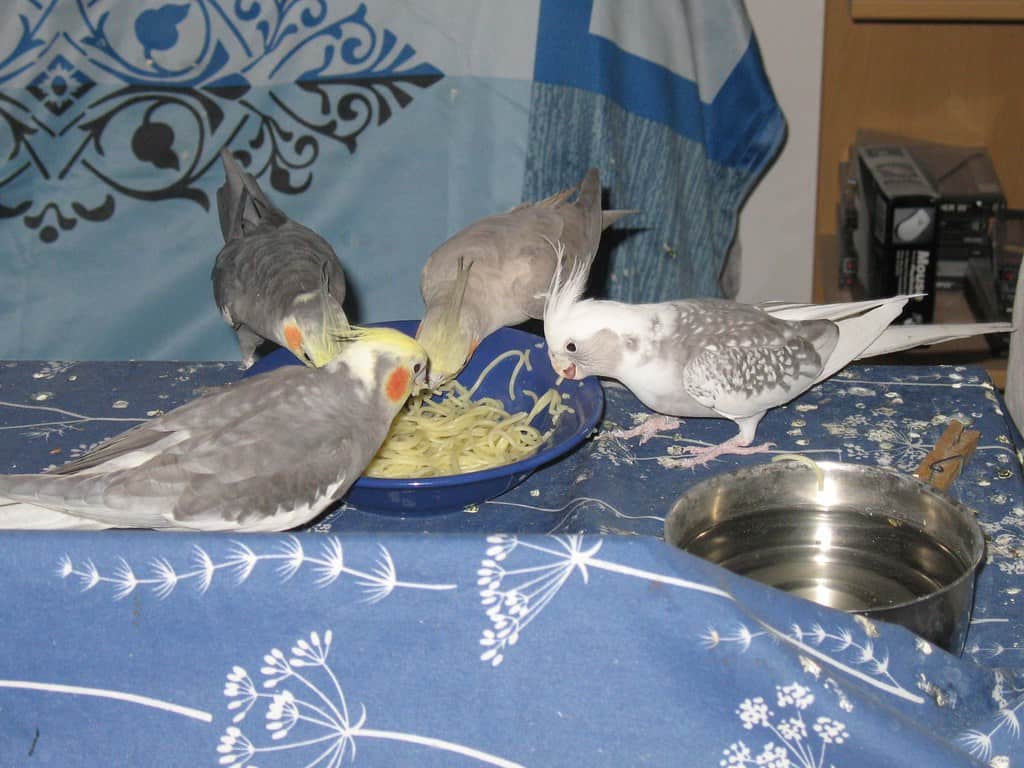 nutrition requirements of your cockatiel's food