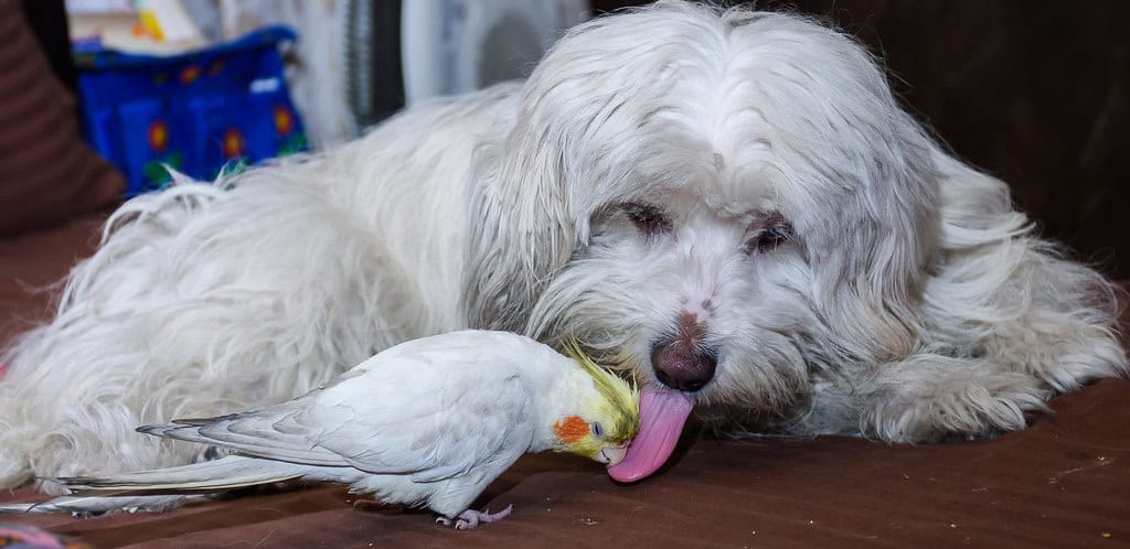 a cockatiel and a white dog