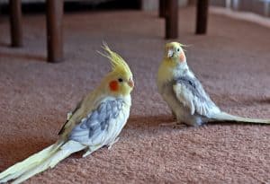 cockatiel at domestic environment