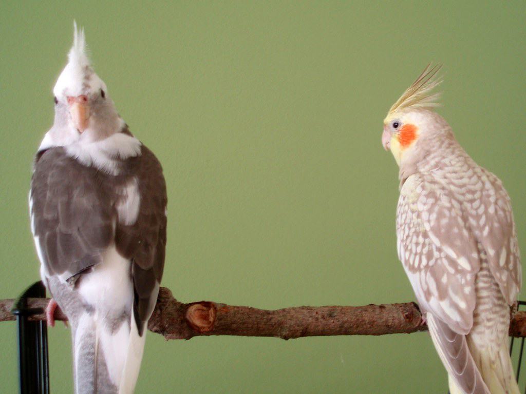 cockatiels on a branch