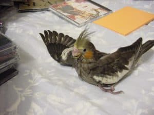 cockatiel