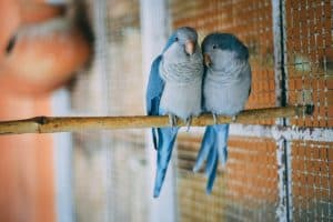 Budgie