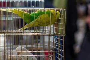 a couple of birds that are inside of a cage