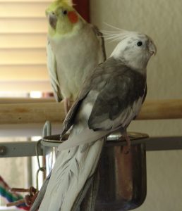 how to tell if your cockatiel is happy