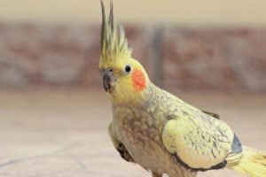 Yellow Cockatiel