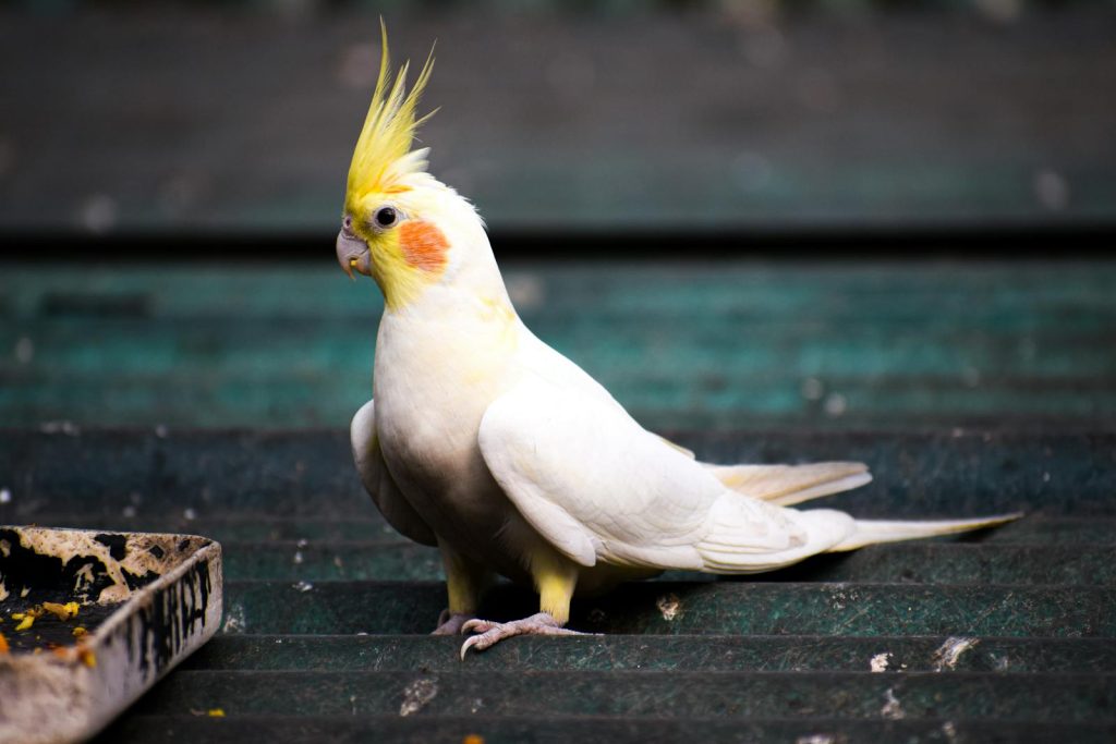 White and Yellow Cockatiel