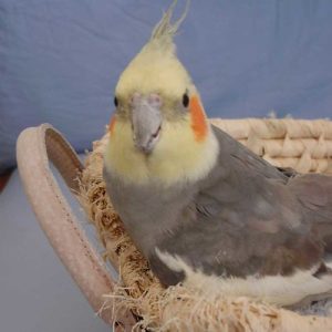 cockatiel in a basket
