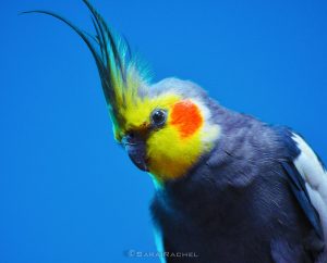 cockatiel
