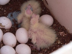 Hatching Day Expectations