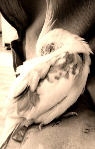 how much sleep do cockatiels need
