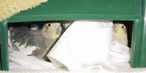 Two cockatiel on eggs!