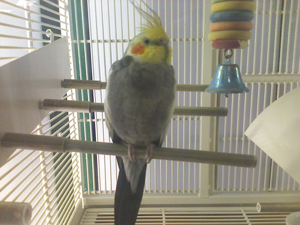 Cockatiel Popularity