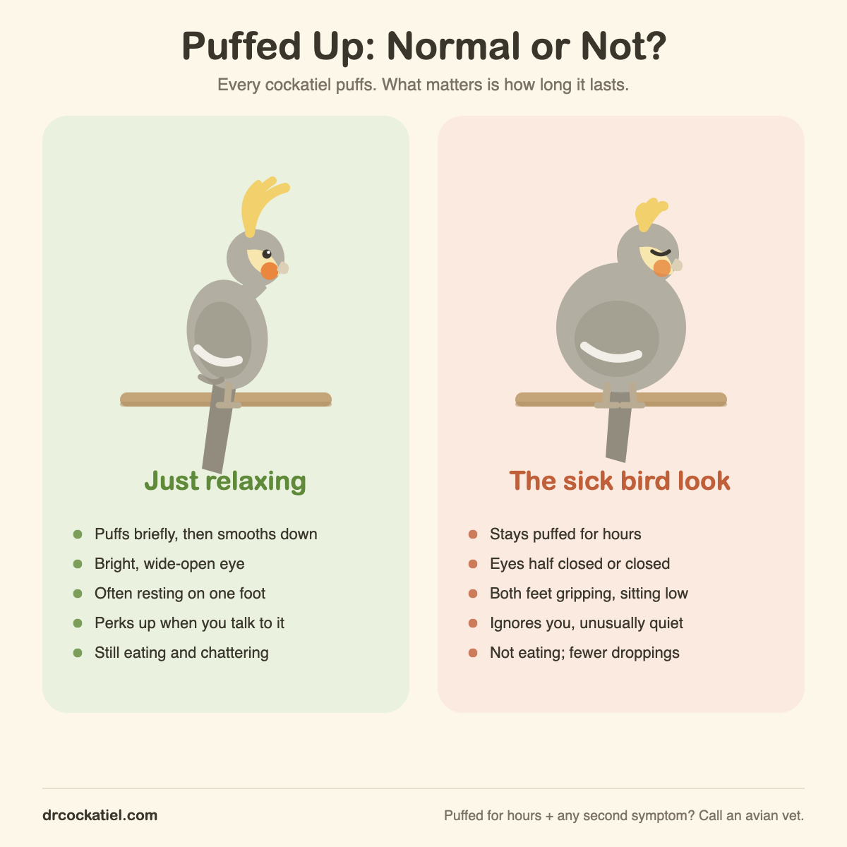 Diagram comparing a relaxed cockatiel with the sick bird look. The relaxed bird sits upright and sleek with a bright open eye on one foot; the unwell bird is round and puffed with eyes closed, gripping the perch with both feet and sitting low.